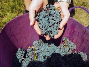 Close-up of hands holding fresh grapes in a vineyard in Australia.